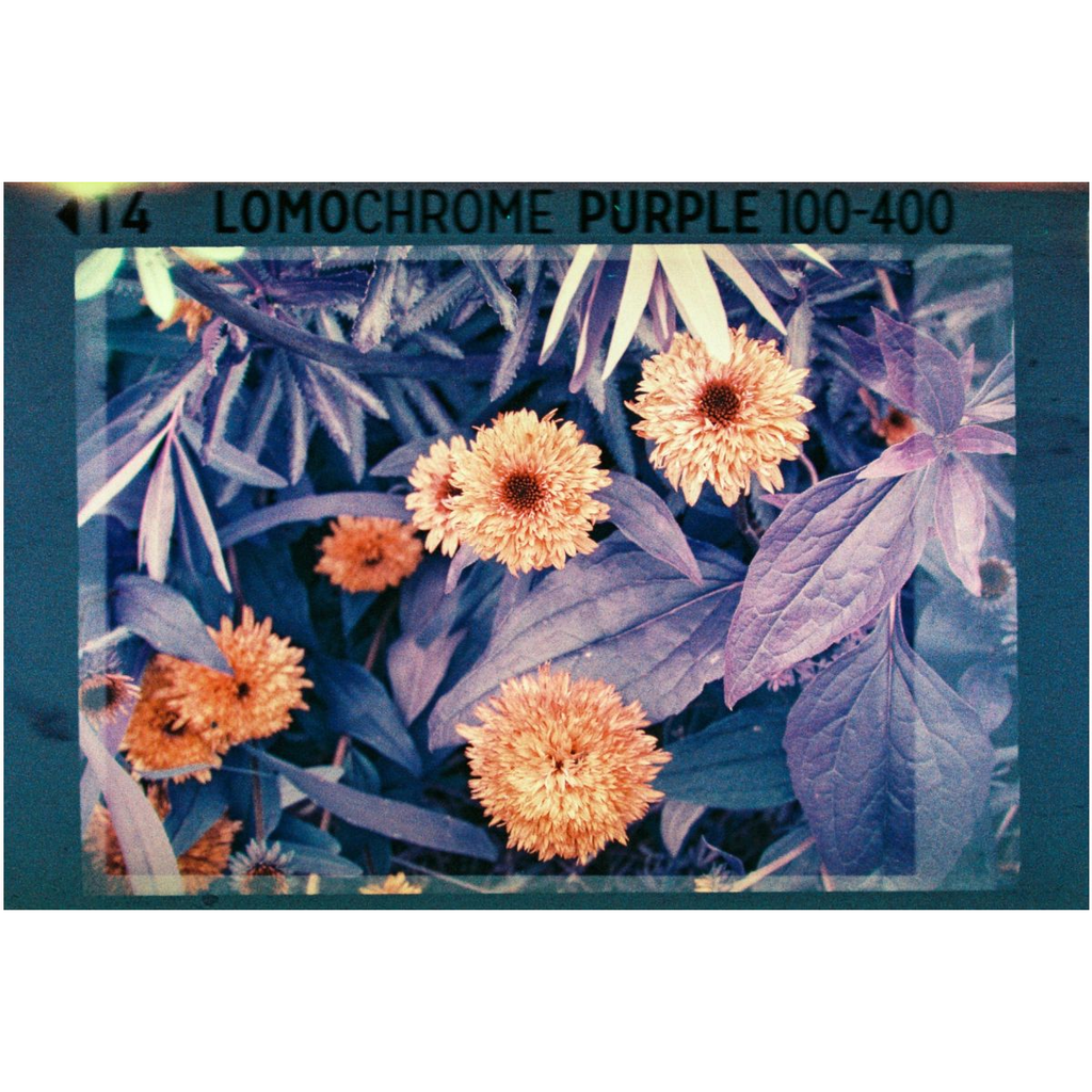 Lomo Analogue Pocket Trio 110